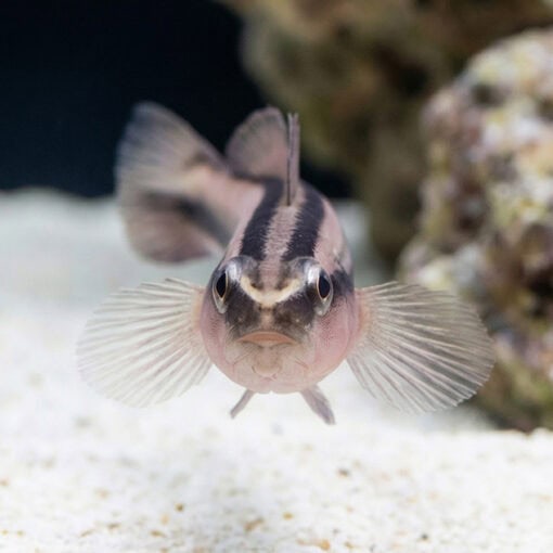 Broad-Stripe Neon Goby - Image 2