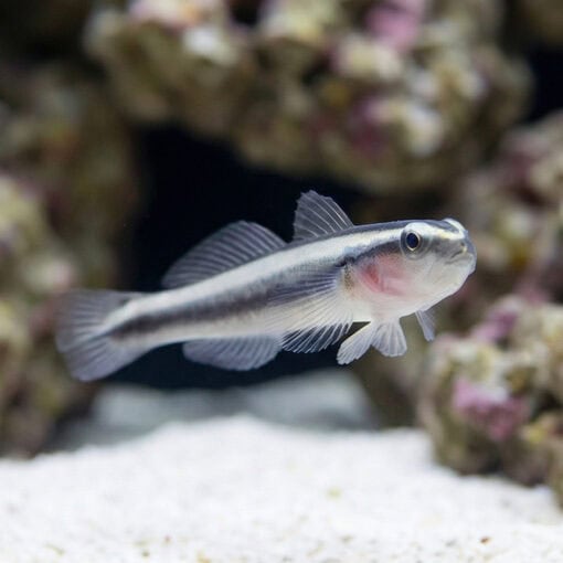 Broad-Stripe Neon Goby - Image 3