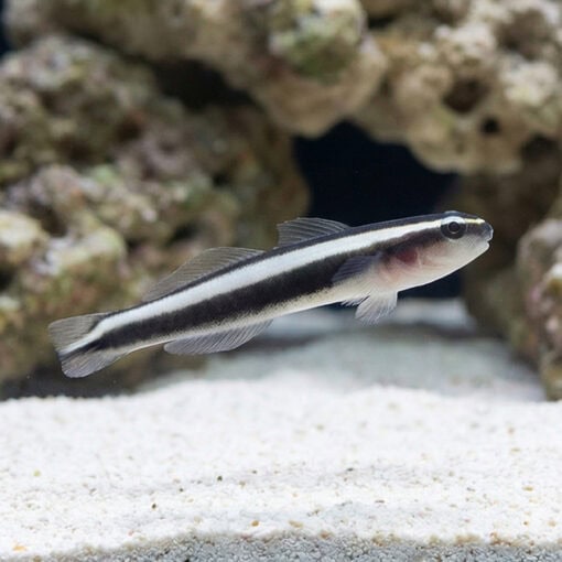 Broad-Stripe Neon Goby - Image 4