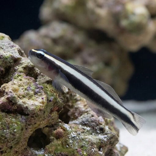 Broad-Stripe Neon Goby - Image 5