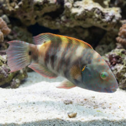 Broomtail Wrasse