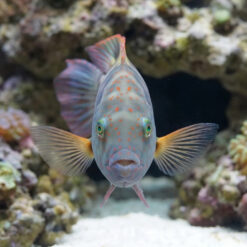 Alternative view of Broomtail Wrasse