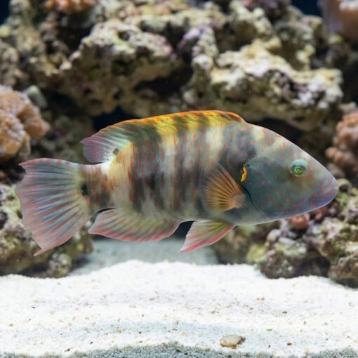 Broomtail Wrasse - Image 3