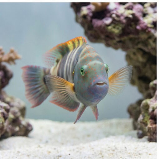 Broomtail Wrasse - Image 4