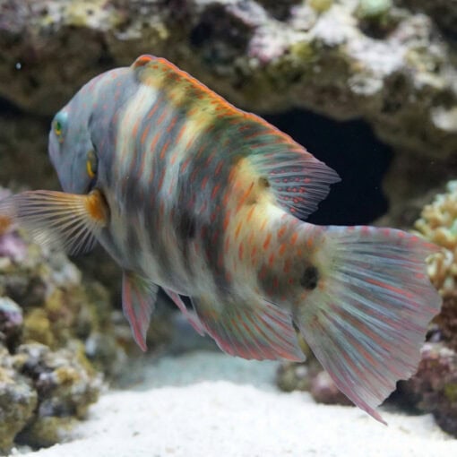 Broomtail Wrasse - Image 5
