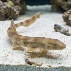 Brown Banded Bamboo Shark