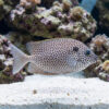 Brown-Spotted Rabbitfish
