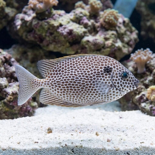 Brown-Spotted Rabbitfish