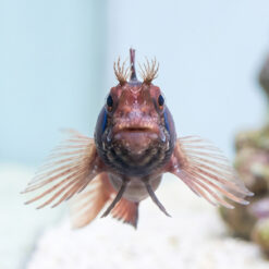Alternative view of Browncheek Blenny