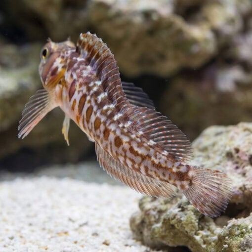 Browncheek Blenny - Image 3