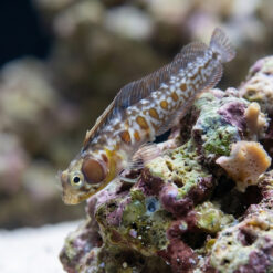 Browncheek Blenny