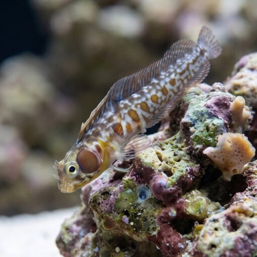 Browncheek Blenny