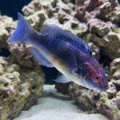 Brunneus Fairy Wrasse