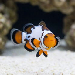 Alternative view of Bullet Hole Ocellaris Clownfish: Captive Bred