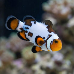 Bullet Hole Ocellaris Clownfish: Captive Bred