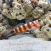 Bumblebee Goby