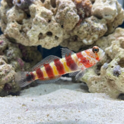 Bumblebee Goby