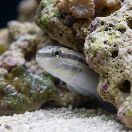 Bynoe Sleeper Goby - Image 2