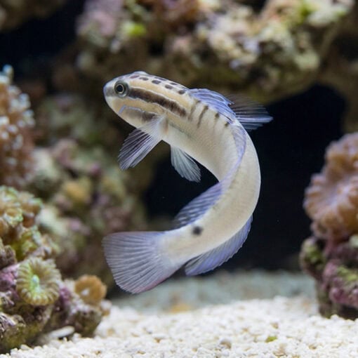 Bynoe Sleeper Goby - Image 3