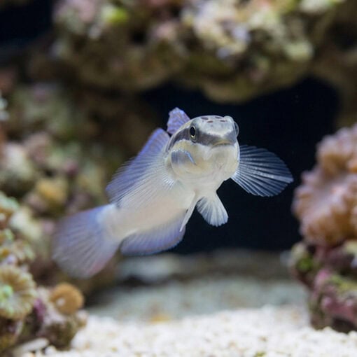 Bynoe Sleeper Goby - Image 4