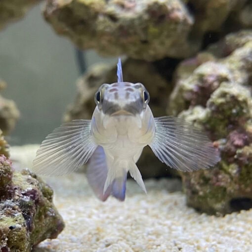 Bynoe Sleeper Goby - Image 5