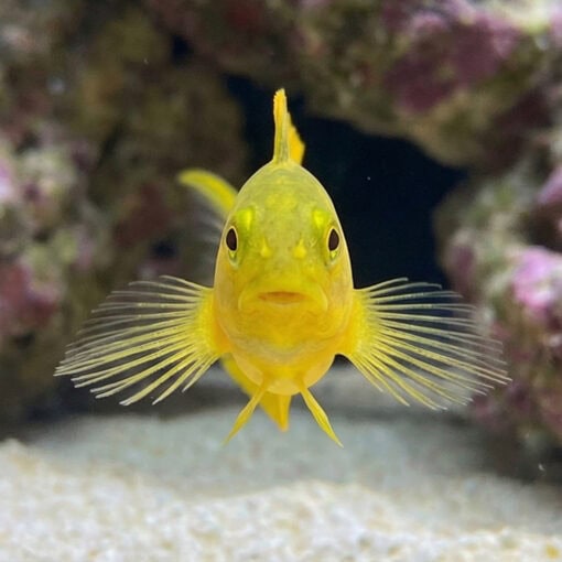Canary Blenny: Yellow - Image 2