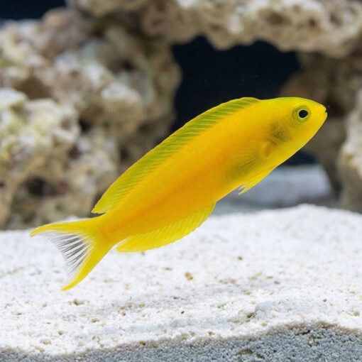 Canary Blenny: Yellow - Image 3