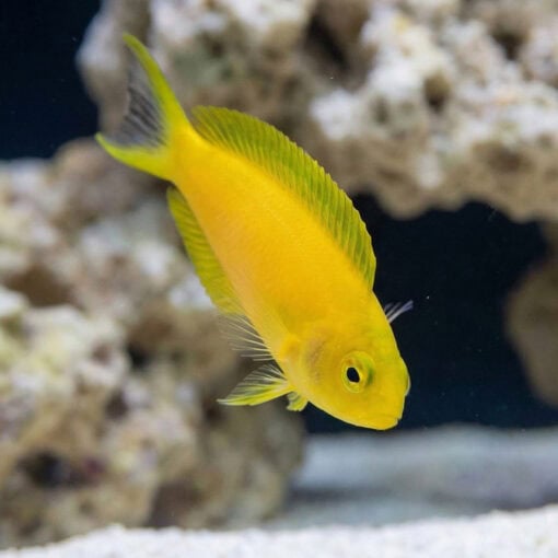 Canary Blenny: Yellow - Image 4