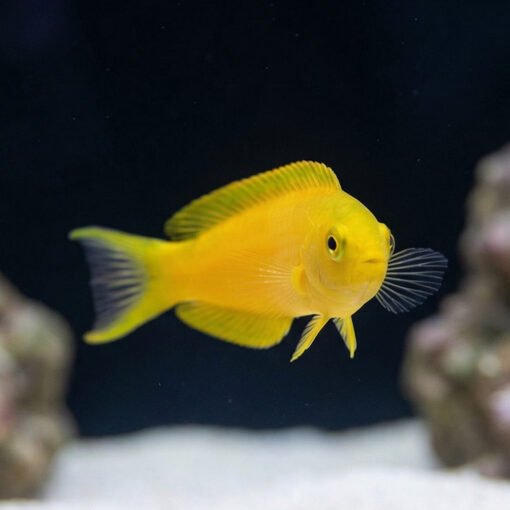 Canary Blenny: Yellow - Image 5