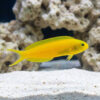 Canary Blenny: Yellow