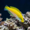 Canarytop Wrasse
