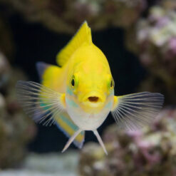 Alternative view of Canarytop Wrasse