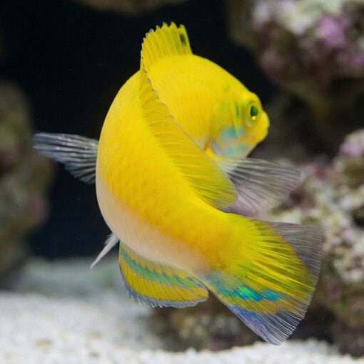 Canarytop Wrasse - Image 3