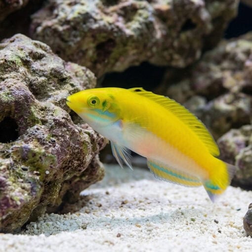 Canarytop Wrasse - Image 4