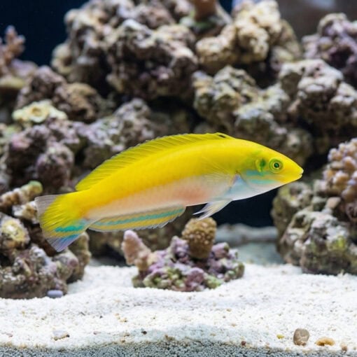 Canarytop Wrasse - Image 5