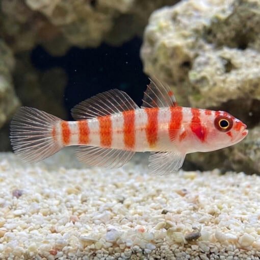 Candy Cane Pygmy Goby