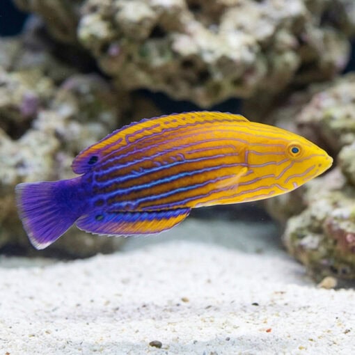 Femininus Wrasse - Image 4