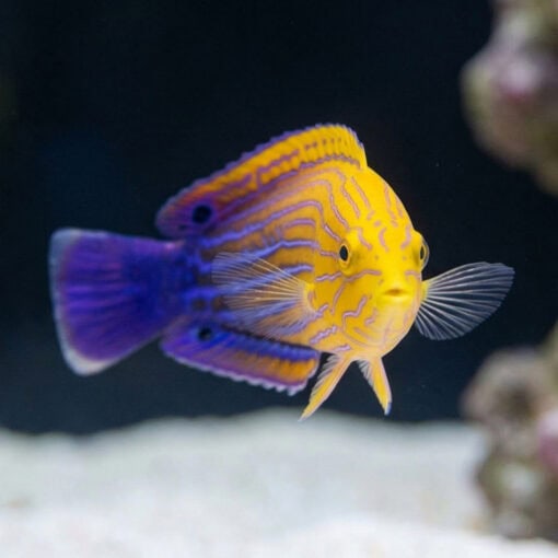 Femininus Wrasse - Image 5