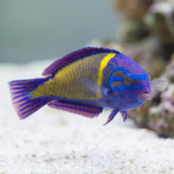 Alternative view of Femininus Wrasse