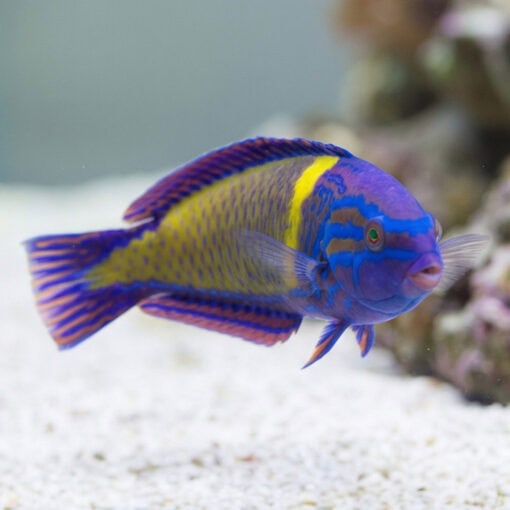 Femininus Wrasse - Image 2