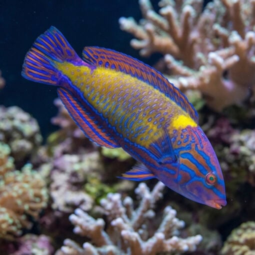 Femininus Wrasse - Image 3