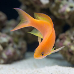 Alternative view of Carberry Anthias