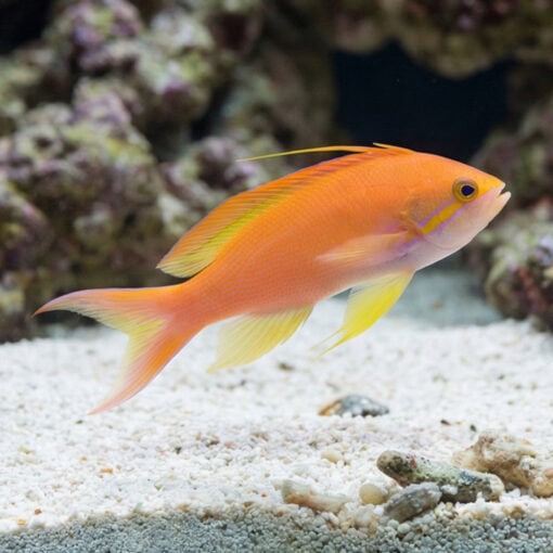 Carberry Anthias - Image 3
