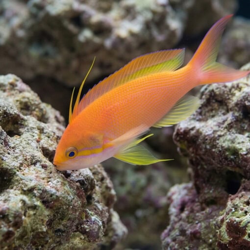 Carberry Anthias - Image 4