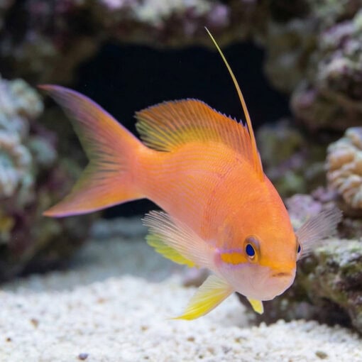 Carberry Anthias - Image 5