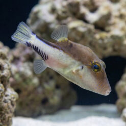 Caribbean Sharpnose Puffer