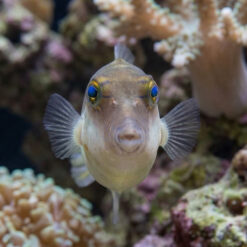 Alternative view of Caribbean Sharpnose Puffer