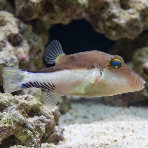 Caribbean Sharpnose Puffer - Image 3