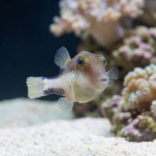Caribbean Sharpnose Puffer - Image 4