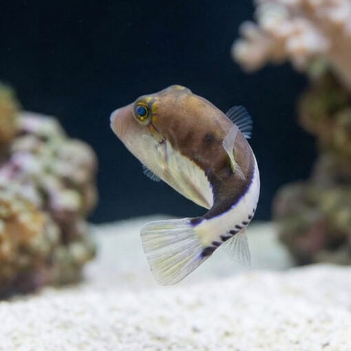 Caribbean Sharpnose Puffer - Image 5